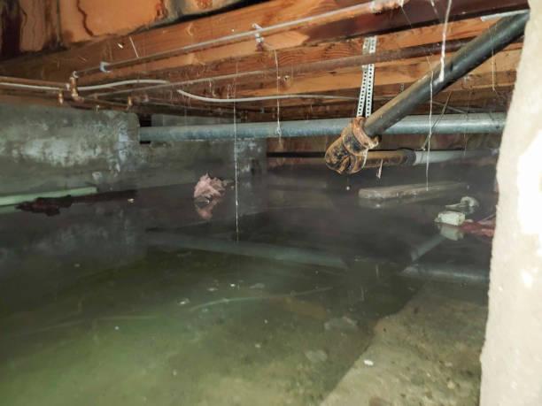 Best Carpet water damage restoration  in Linden, AZ