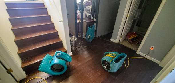 Best Mold removal after water damage  in Linden, AZ